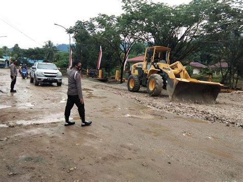 Aksi Tanam Pisang Di Ruas Jalan Kolonodale Dapat Respon Cepat Dari