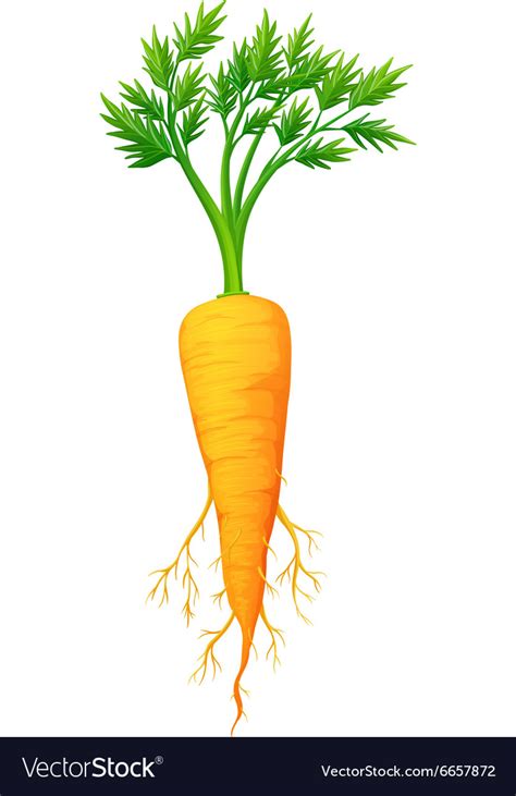 Fresh Carrot With Leaves And Root Royalty Free Vector Image