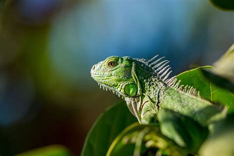 Iguana Verde Iguana Iguana