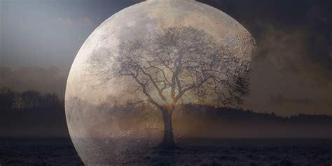 Flown To The Moon And Back The Mystery Of Nasas Moon Trees