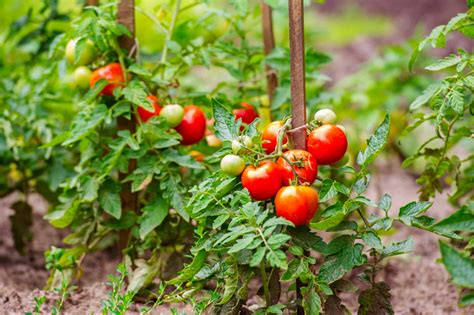 How To Grow Tomatoes Peppers And Eggplant Gruloda