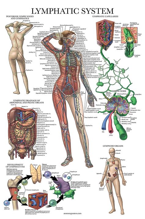 Lymphatic System Anatomical Medical Poster Laminated Lymph Anatomy My