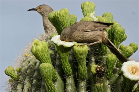 Discover The Desert Birds Of The Southwest Birds And Blooms