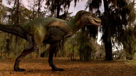 Albertosaurusgallery Dinopedia Fandom Powered By Wikia
