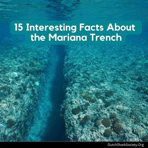 15 Interesting Facts About The Mariana Trench Dutch Shark Society