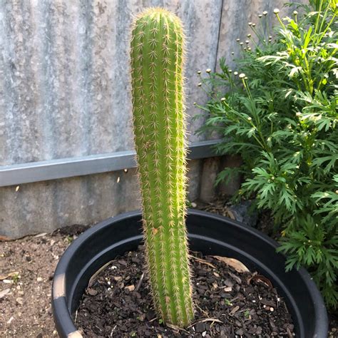 As the plant matures you can expect it to reach up to around 2m tall and about 6 cm (2.4″). Echinopsis spachiana, Golden Torch Cactus in GardenTags ...