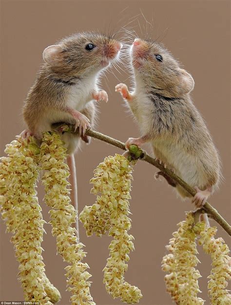 Harvest Mice Are Seen Playing Among The Plants In Dorset Cute Animals
