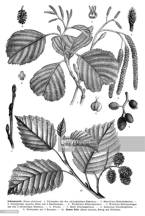 English And Grey Alder Tree 1897 High Res Vector Graphic Getty Images