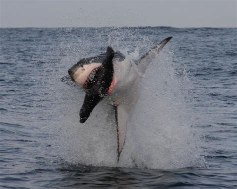 Photo Sequence Of Great White Shark Hunting Smithsonian Ocean