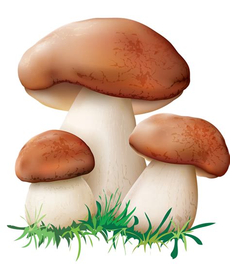 Photo from album "Грибы" on (с изображениями) | Грибы, Рисунки грибов png image