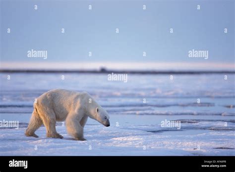 Polar Bear Ursus Maritimus Thin And Starving Walks Along The 1002