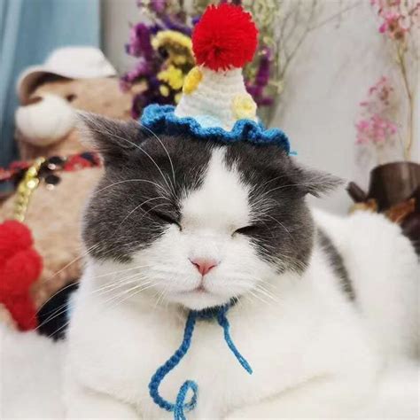 Cat Birthday Hats For Cats Cat With A Birthday Hat Ice Cream Hat