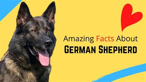 Top 20 Amazing Facts About German Shepherd Youtube