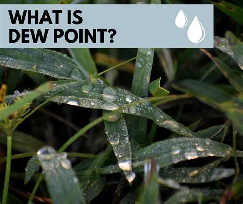 What Is Dew Point 1 Stop Landscape Supply