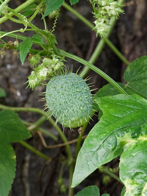 What Are Wild Cucumbers Wild Cucumber Facts And Management Gardening Know How