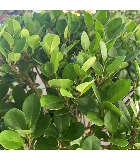 Ficus Microcarpa Indian Laurel Fig Tree