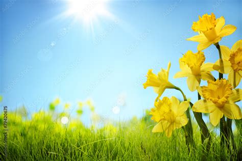 Daffodil Flowers In The Field Stock Photo Adobe Stock