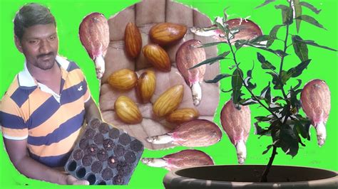 Arabic german english spanish french hebrew italian japanese dutch polish portuguese romanian russian turkish chinese. How to Grow Almond Tree From Seeds at home Easy Process ...