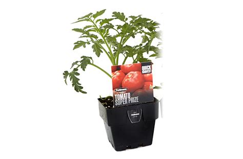 Tomato Super Prize Pohlmans The Plant People Phone