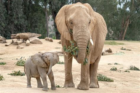 Social Giants San Diego Zoo Wildlife Alliance Stories