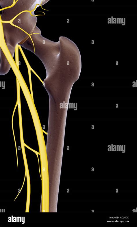 The Nerves Of The Hip Stock Photo Alamy