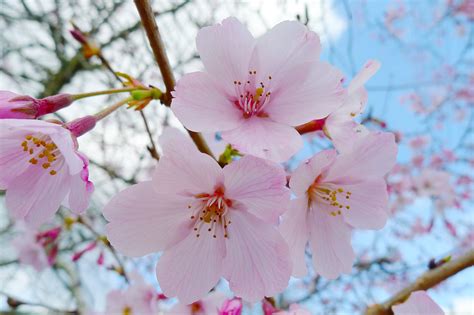 44 Bing Cherry Blossom Wallpaper On Wallpapersafari