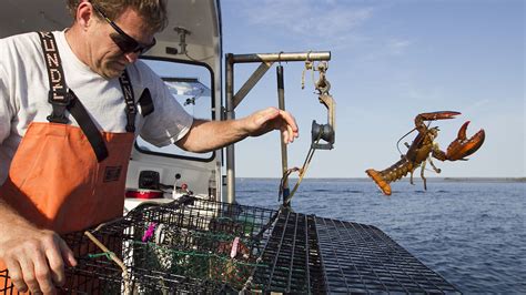 In Canada Maine Lobstermen Get Both A Rival And A Tutor The Salt Npr