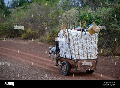 Burkina Faso Village Soumousso Cotton Harvest Children Transport
