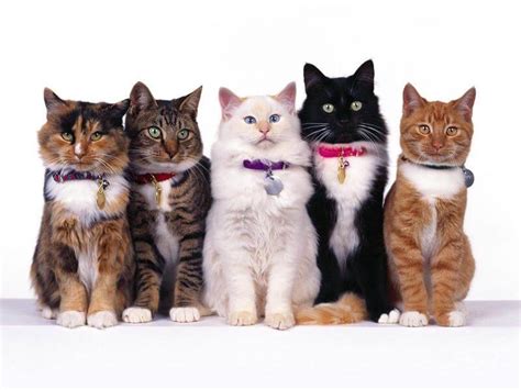 Как определить породу кошки по фото окраску по типу шерсти