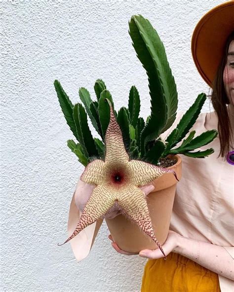 Stapelia Gigantea Leaving Us Speechless・we Get These In The Collection