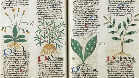 The Art And Knowledge In Medieval Herbals Brewminate A Bold Blend Of