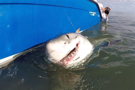 Hilton Head Great White Shark Spotted Off Jersey Shore