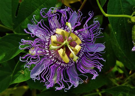 Gurushots The Worlds Greatest Photography Game Passion Flower