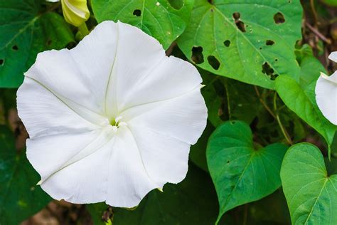 Moonflower Vine Is The Fragrant Night Blooming Plant You Need