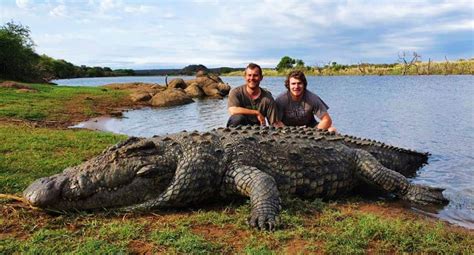 Monster 54 Metre Crocodile Found Dead By Fishermen