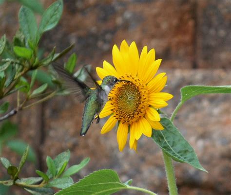 Hummingbird On Sunflower My Dream Shot Love Hummingbirds Flickr
