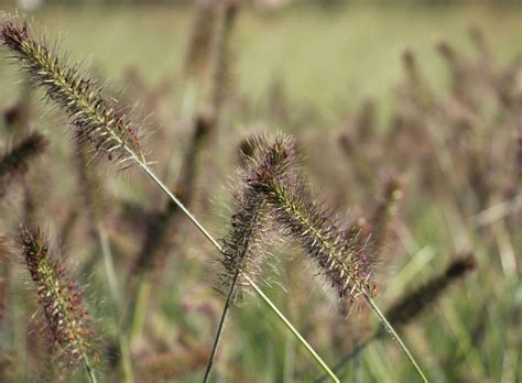 Attraktive angebote, reduzierte preise für lampenputzergras. Lampenputzergras Mit Lavendel Kombinieren - occhio lampen