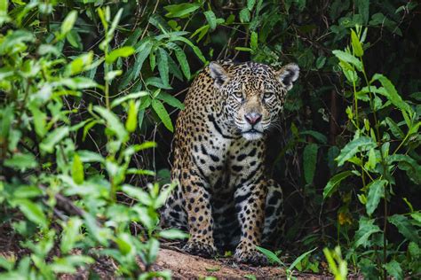 9 Notables Animales Que Se Encuentran En La Selva Tropical Fzayascom
