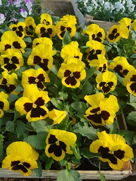 Viola Matrix Yellow With Blotch In 2022 Pansies Plants Yellow