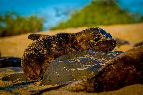 Baby Sea Lion At Sunset In Galapagos Islands Stock Image Image Of