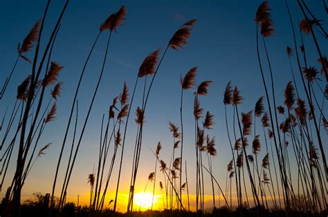 Reed Against Sky And Sunset In Summer Stock Photo Download Image Now