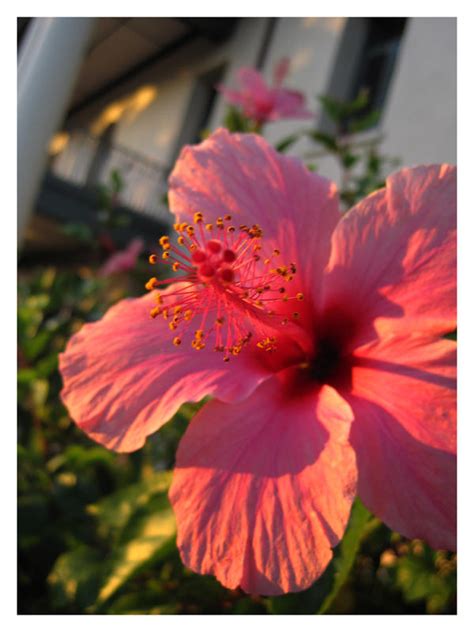 Hibiscus In The Sunset By An1mel0vah On Deviantart
