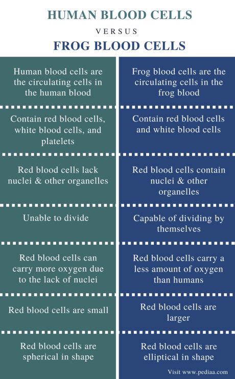 Difference Between Human And Frog Blood Cells Definition Blood Cell