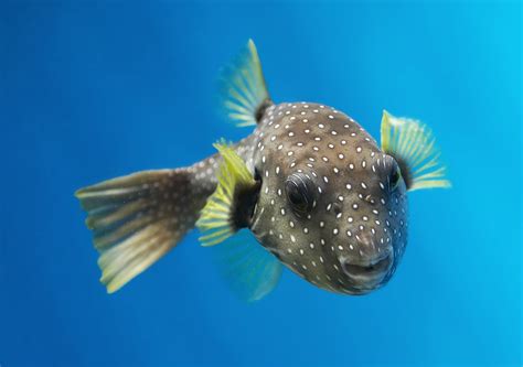 Pufferfish National Aquarium Waterblog