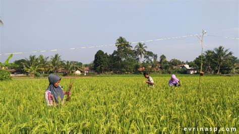 Jika kaum petani masih mengekalkan cara tradisional untuk mengusahakan petanian, nescaya hasil tanaman atau ternakan. Pertanian Indonesia Apakah Bisa Maju Seperti Negara Lainnya?
