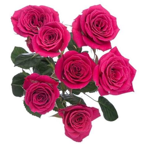Hot Pink Spray Rose 100 Stems Buy Bulk Flowers Jr Roses