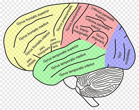 Inferior Frontal Gyrus Superior Frontal Gyrus Middle Frontal Gyrus