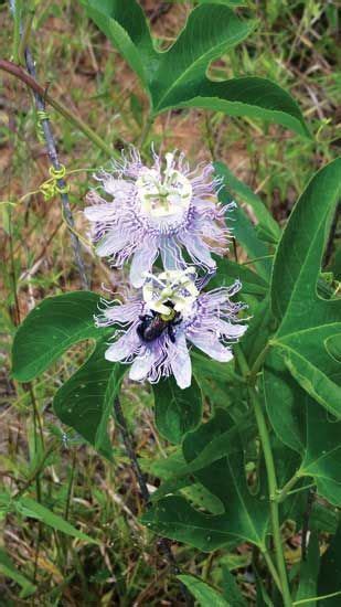 The Joy Of Growing Maypops Grit Hydrangea Flower Arrangements