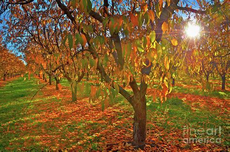 Peach Orchard In Brilliant Fall Colors Photograph By Michelle Zearfoss