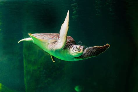 The Green Sea Turtle Swimming In A Museum Aquarium Stock Photo Image